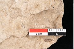 Foto (Detailansicht) von Araucaria sternbergii Goeppert (NHMW-GEO-2024-0188-8298)